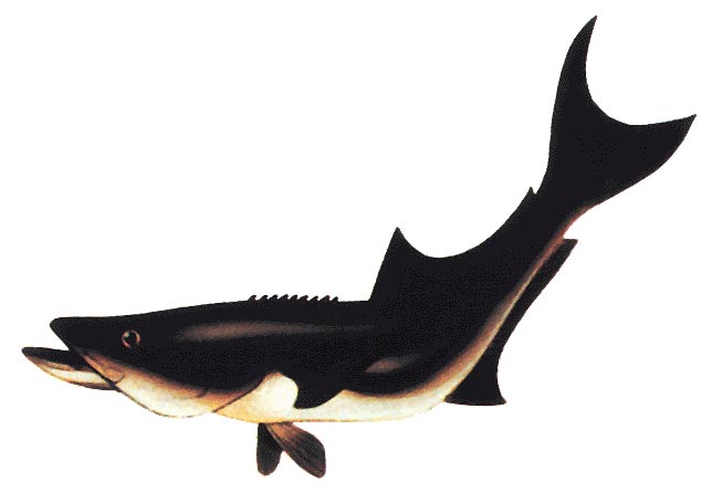 Cobia