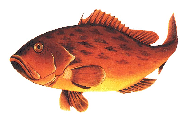 Grouper