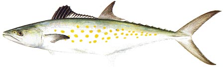 Spanish Makrel