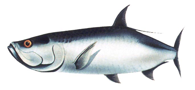 Tarpon