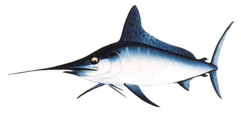 White Marlin
