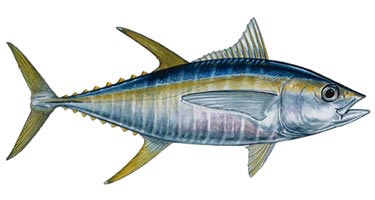 Yellow Fin Tuna