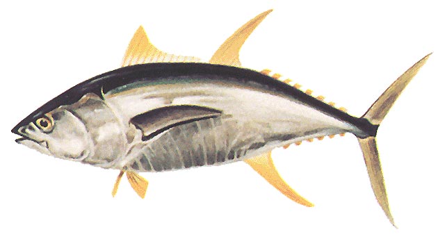 Yellowfin